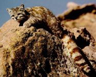 Gato Andino (Oreailurus jacobita)