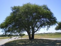 Caldén (Prosopis caldenia)