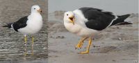 gaviotas cangrejeras