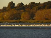 AVES EN RIBERA NORTE