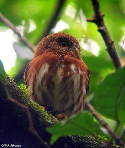 Glaucidium minutissimum