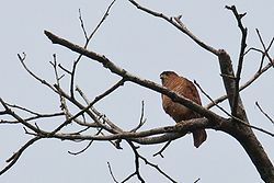 Accipiter superciliosus