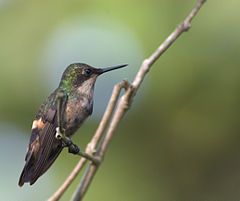 Lophornis chalybeus