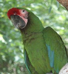 guacamayo verde