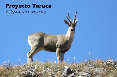 taruca