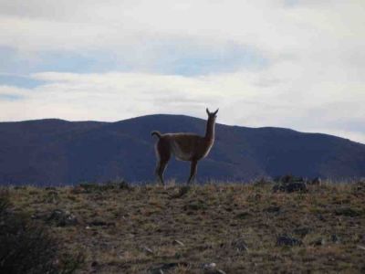 guanaco