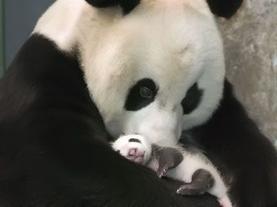 oso panda