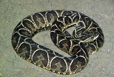 yarara