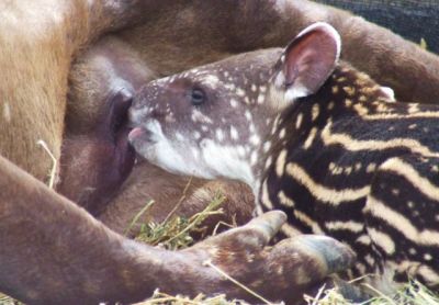 Tapirus terrestris