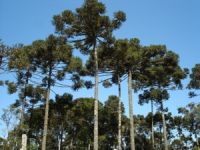 Pino paraná (Araucaria angustifolia)