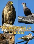 rapaces de la ciudad