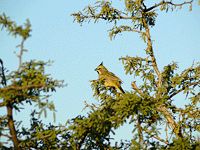 cardenal amarillo