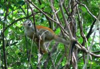 manuelantonio