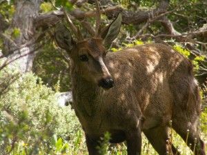 huemul