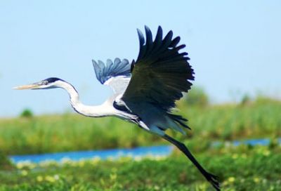 aves corrientes