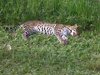 Iguazú: otro ocelote o gato onza atropellado