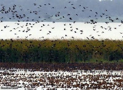 aves acuaticas