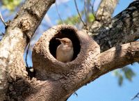 Curso de nidos, huevos y pichones de las aves silvestres argentinas
