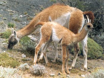 Guanaco