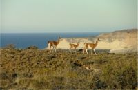 guanacos