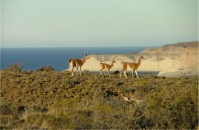 guanacos