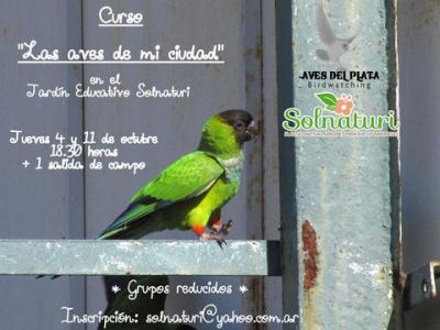 curso aves de mi ciudad