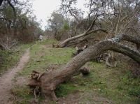 Córdoba: reclaman medidas para que cesen los desmontes de bosque nativo