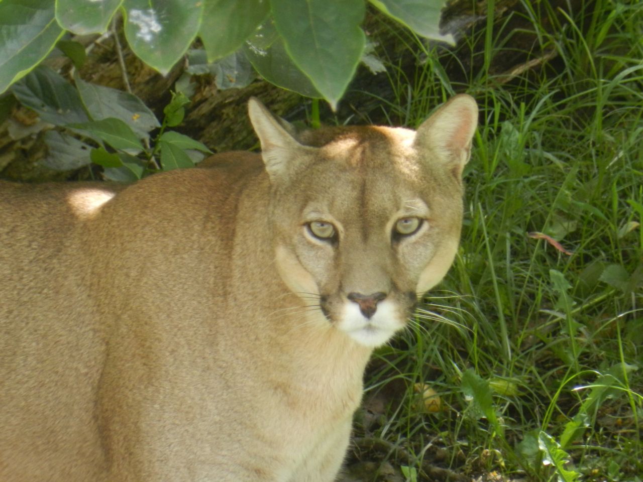 puma mendocino