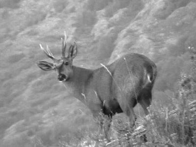 huemul