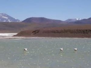 laguna brava