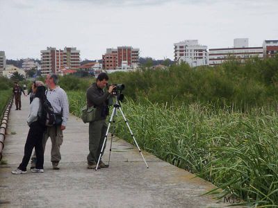 observadores de aves