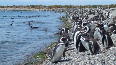 pinguinos