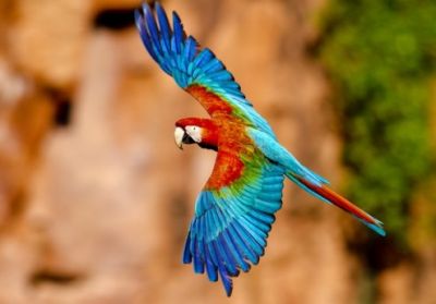 guacamayo rojo