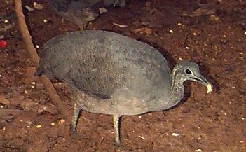 Macuco (Tinamus solitarius)