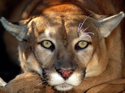 Puma (Puma concolor)