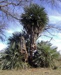 palmera