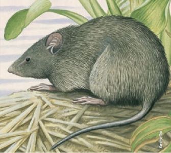 rata acuática chaqueña (Gyldenstolpia fronto chacoensis)