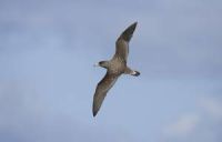 aves marinas