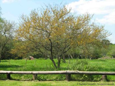 Espinillo (Acacia caven)