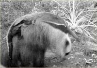 oso hormiguero (Myrmecophaga tridactyla) con cría