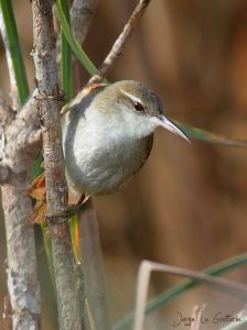 Pajonalera Pico Recto (Limnoctites rectirostris)