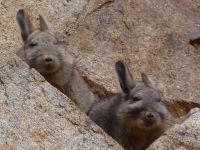 Chinchillón Común (Lagidium viscacia)