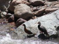 Pato de Torrente (Merganetta armata)