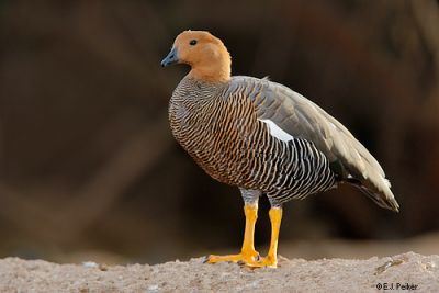 Cauquén Colorado (Chloephaga rubidiceps)