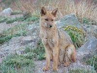 Zorro colorado (Lycalopex culpaeus)