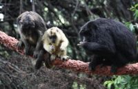 carayá (Alouatta caraya)