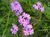 margarita morada (Glandularia pulchella)