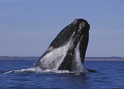 ballena franca austral