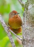 Espinero Anaranjado (Phacellodomus ferrugineigula)