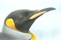 Pinguino rey (Aptenodytes patagonicus)